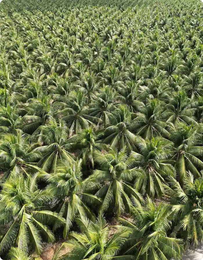 max-fruit-plantacao-coco-verde